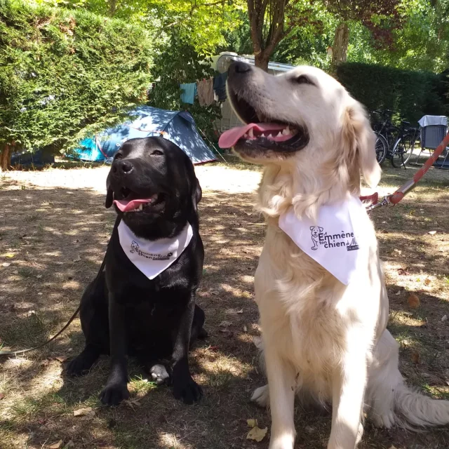 Brigade S Rencontre Toutoux Emmene Ton Chien Exploremillau 14