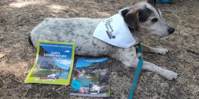 Brigade S Rencontre Toutoux Emmene Ton Chien Exploremillau 25