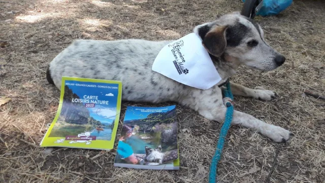 Brigade S Rencontre Toutoux Emmene Ton Chien Exploremillau 25