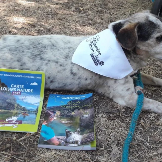 Brigade S Rencontre Toutoux Emmene Ton Chien Exploremillau 25 