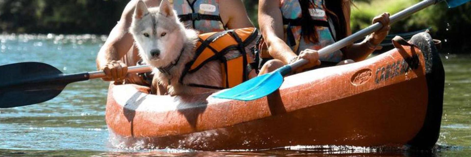 Emmene Ton Chien A Millau Chenilles Et Cyanobacteries Canoedogfriendlycsnowreli