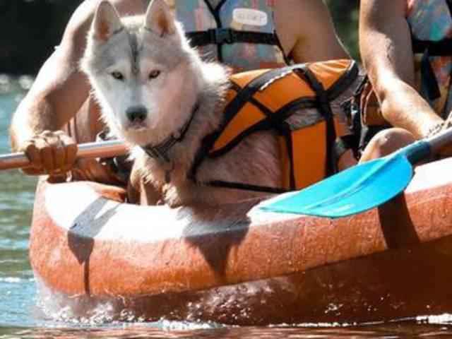 Neem je hond mee naar Millau Rupsen en cyanobacteriën Canoedogfriendlycsnowreli