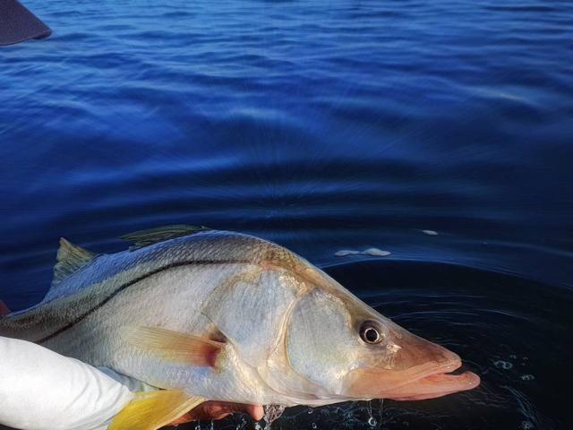 Vissen in Guadeloupe 02cscarnafishing