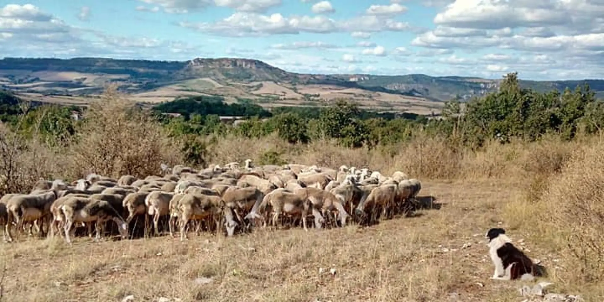 Brebis Sur Le Larzac