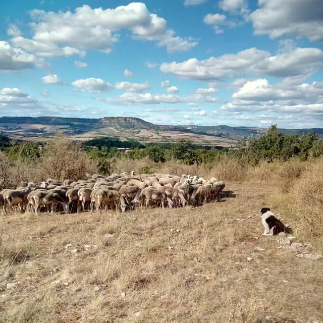 Brebis Sur Le Larzac