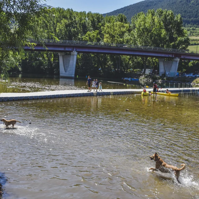 Emmene Ton Chien A Millau 13 Gdbot Millau Grands Causses A.humbert