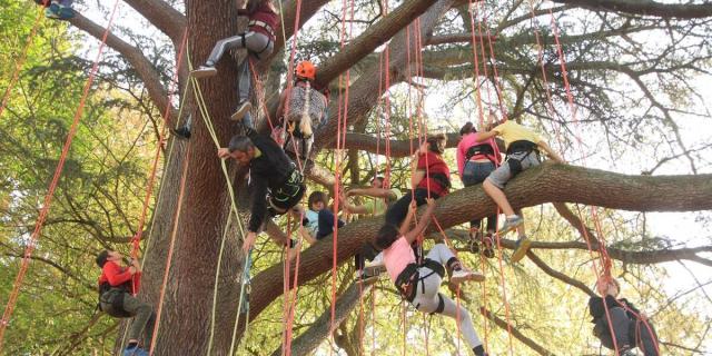 Grimpe Darbre A La Croisee Des Arbres Roquefort