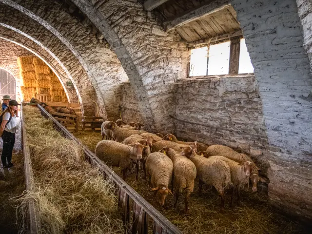 Brebis Dans Une Jasse Ot Larzac Vallees V.govignon