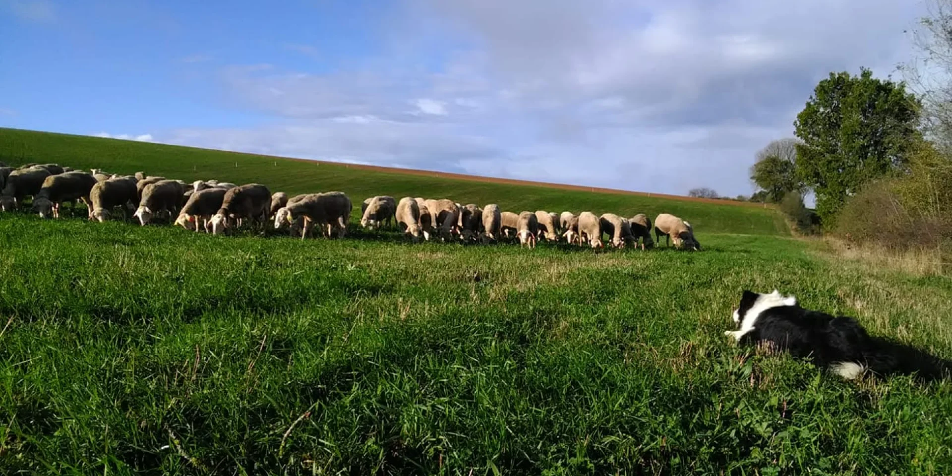 @ferme Alcas2