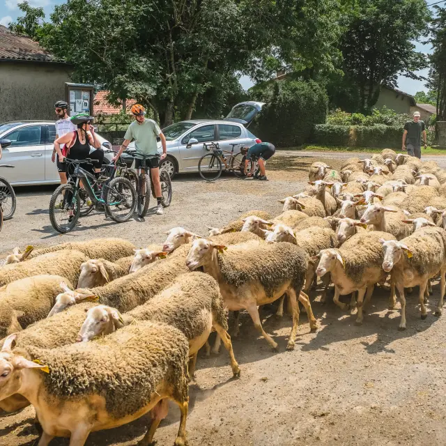 Roquefort Tourisme Journee Vtt @virginie Govignon 1