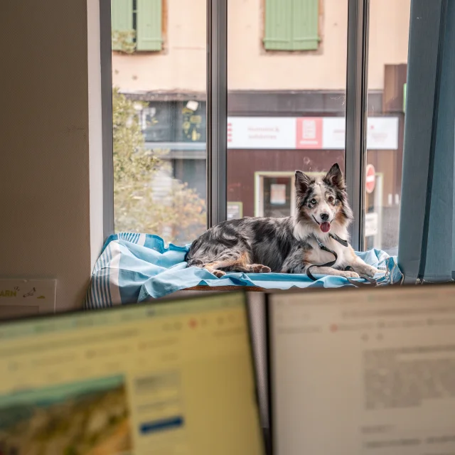 Decath Chienenzoplanes 2 Min