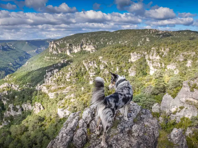 Cite De Pierres Weekend Cani Laetitia Raisin Robert 2 Min