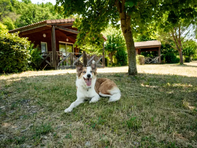 Weeken Cani Tranquille