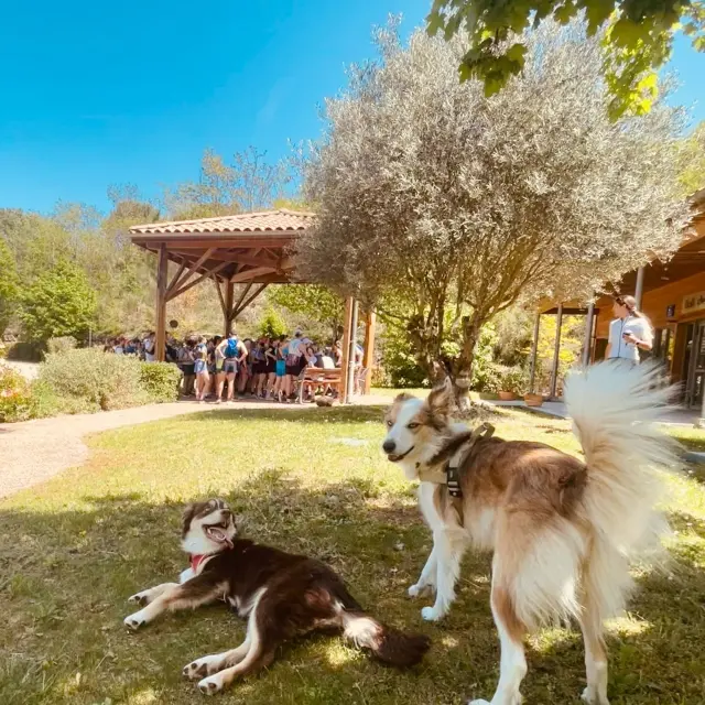 Weekend Cani 2 Chiens