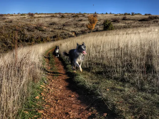 Fraser Et Cie Larzac Sejour Cani Min