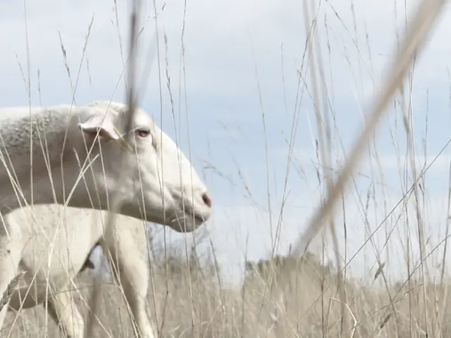 Ferme Alcas Brebis Sejour