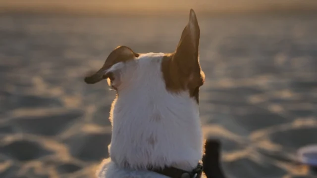 Les chiens sur la plage