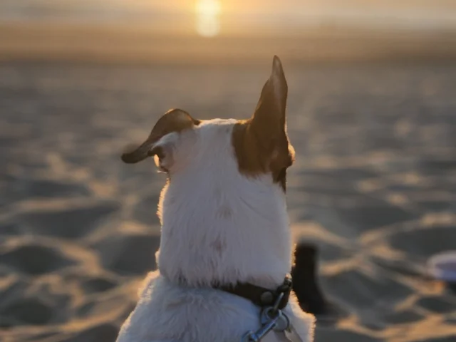 Les chiens sur la plage