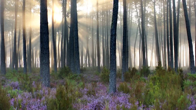foret Mimizanaise