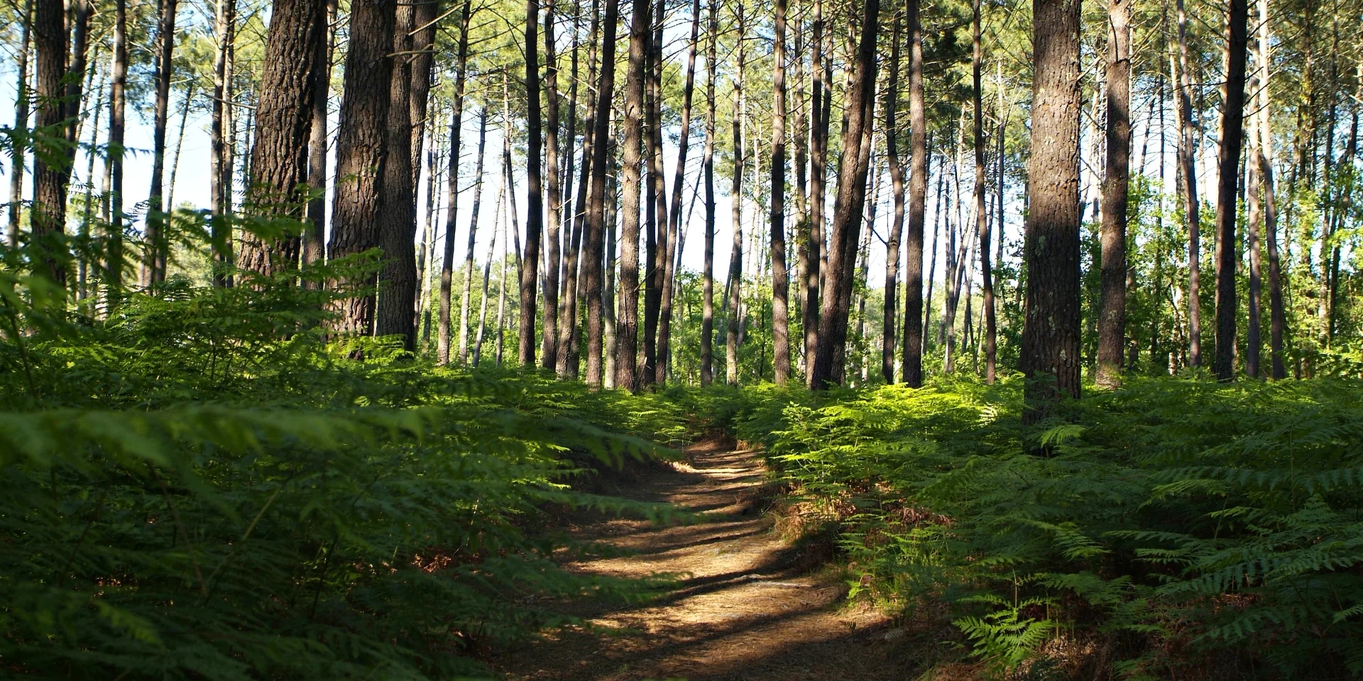 Wald in Mimizan
