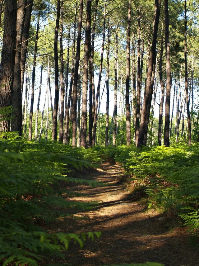 Bosque en Mimizan