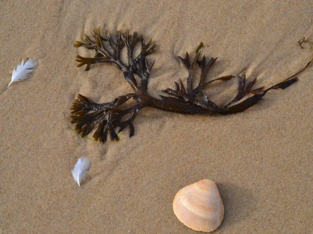 Mimizan Beach