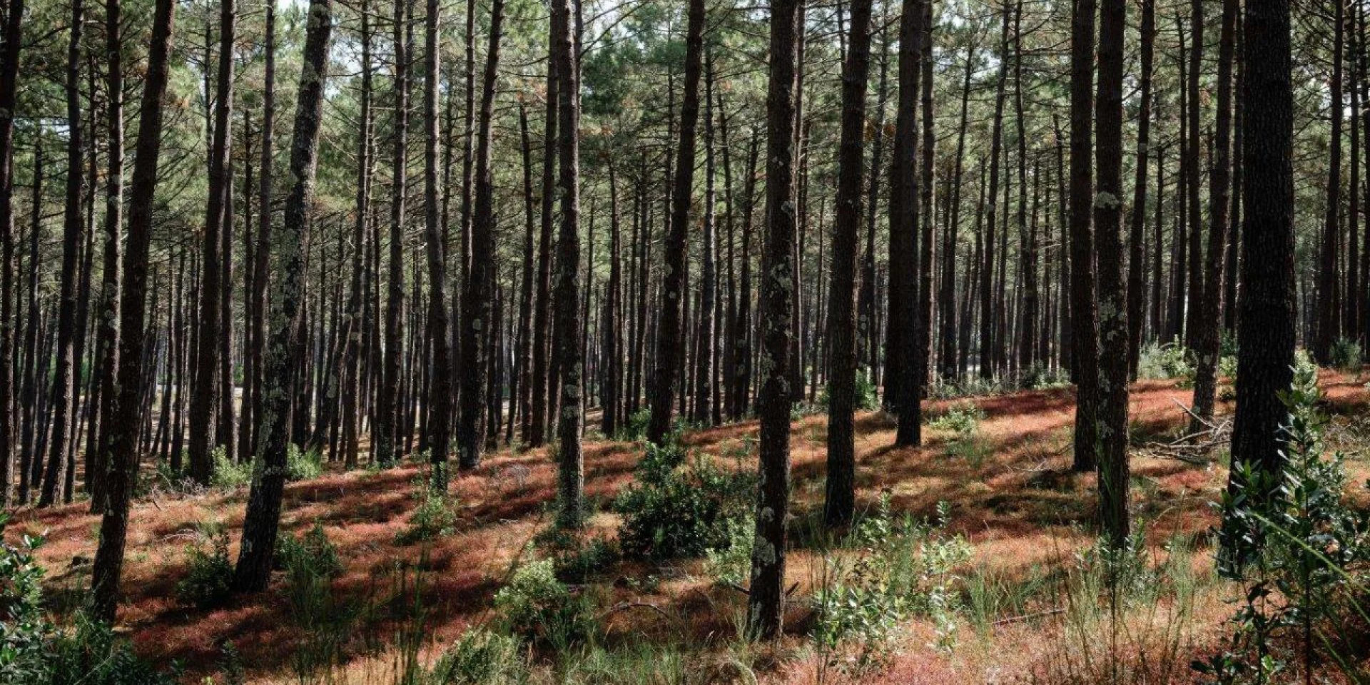 Foret de pins des landes à Mimizan