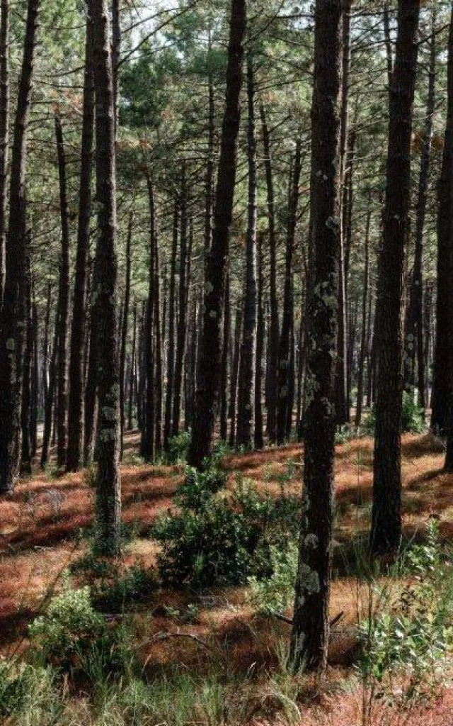 Foret de pins des landes à Mimizan