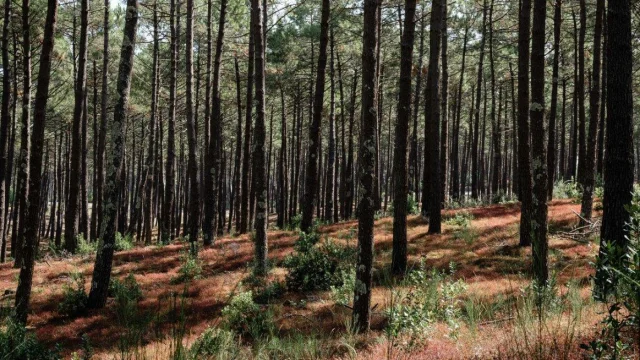 Pine forest at Mimizan