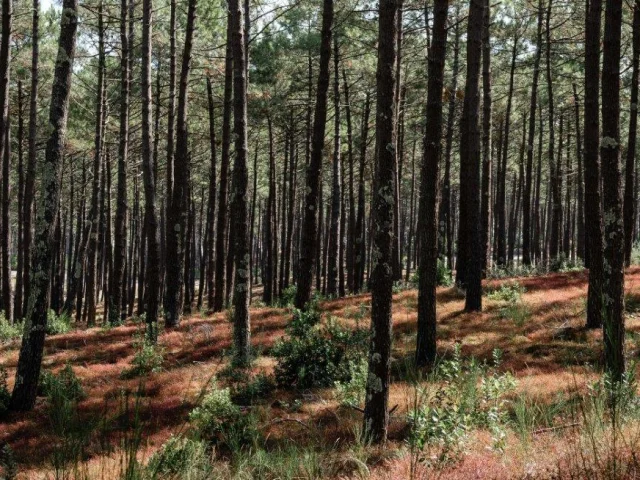 Pine forest at Mimizan