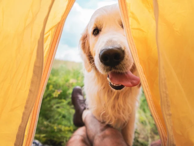 dog-friendly campsite