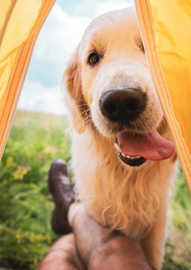 camping, das hunde akzeptiert