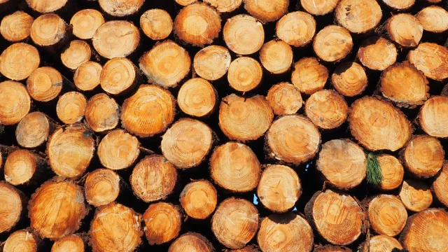 Pile of logs