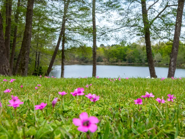 Pontenx Les Forges Nature lake