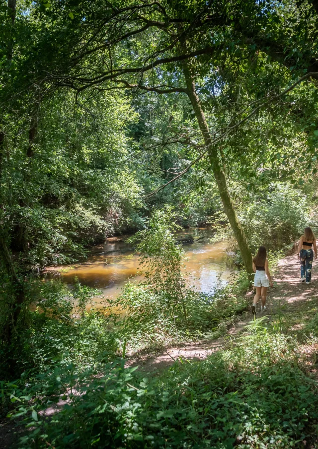 Mézos - curlew trail - riparian forest