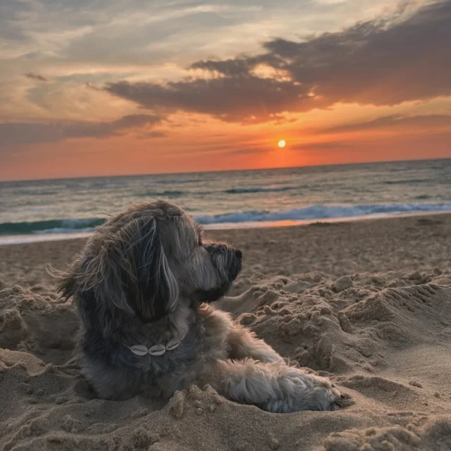 Instagram #mimizanplage