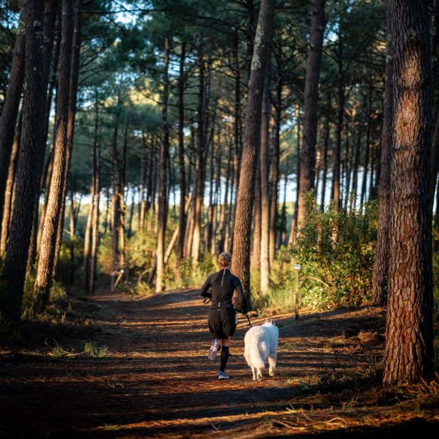 cani-cross dans la forêt landaise à Mimizan