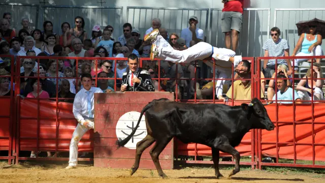 Sauteur franchissant une vache lors d’une course landaise dans les arènes