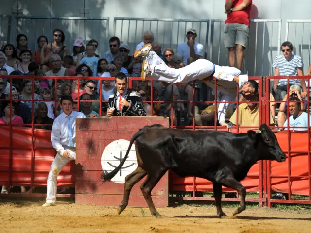 Sauteur franchissant une vache lors d’une course landaise dans les arènes