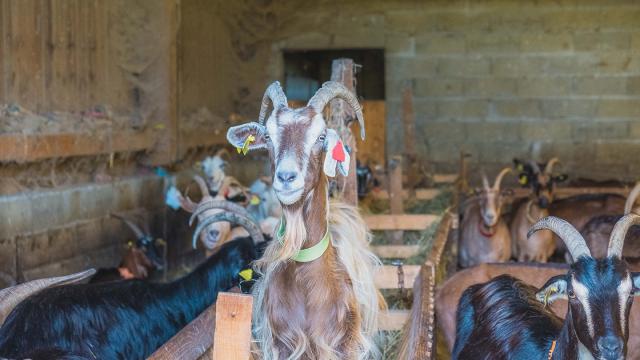Ferme des 9 Fontaines - Bostens