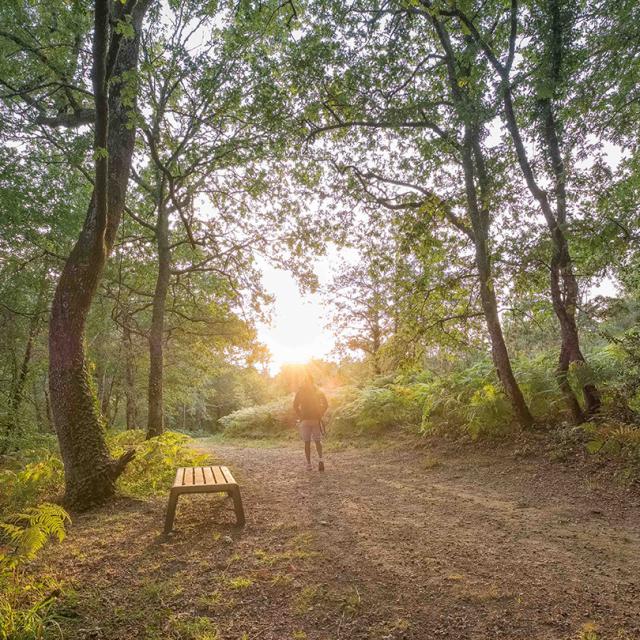 Forêt aux alentours de Mont de Marsan