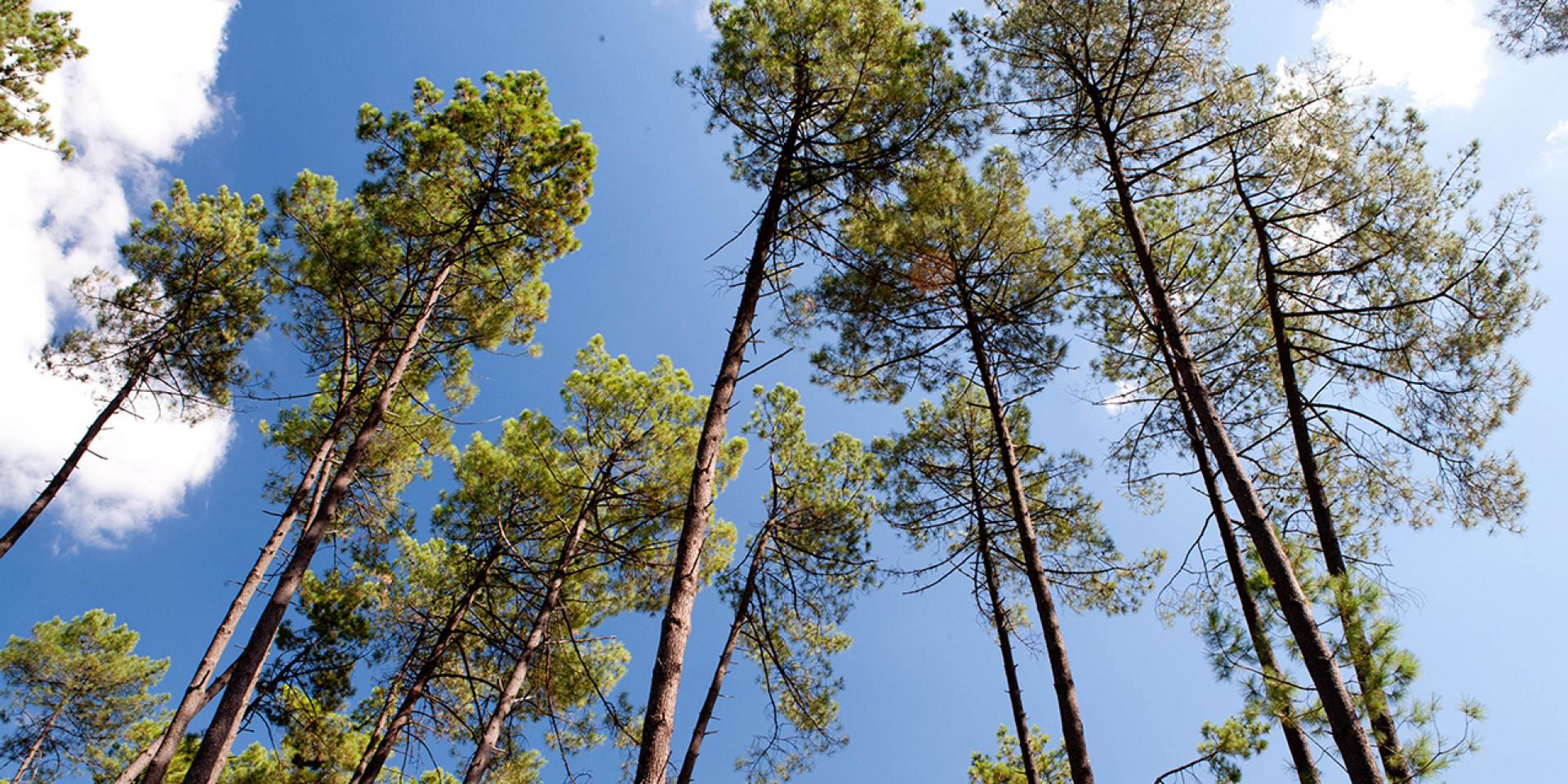 Pins des Landes
