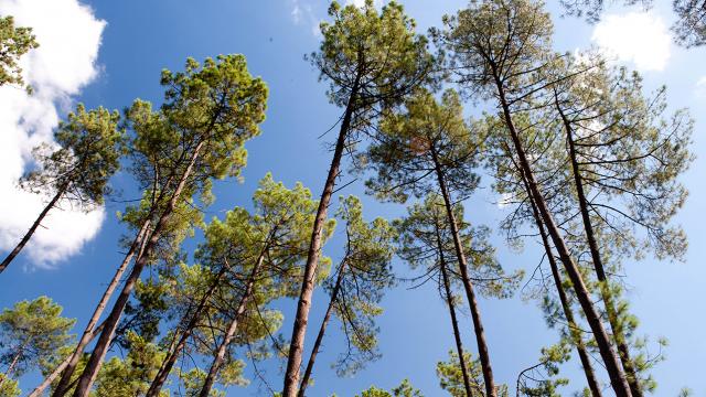 Pins des Landes
