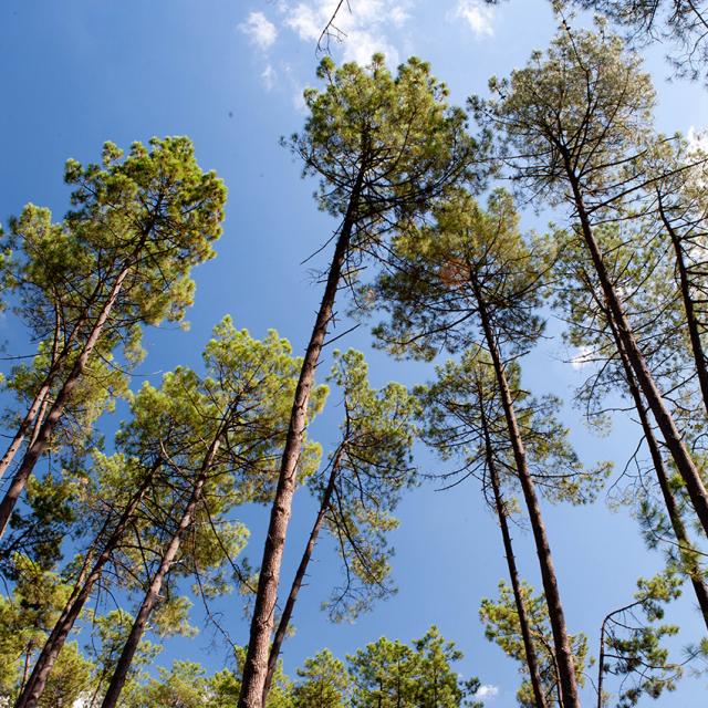 Pins des Landes