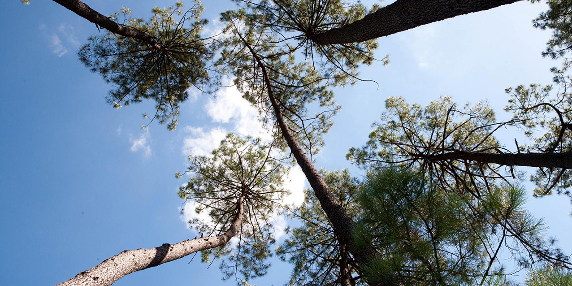 Pins des Landes