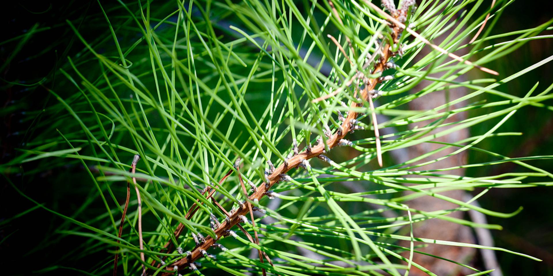 Pins des Landes