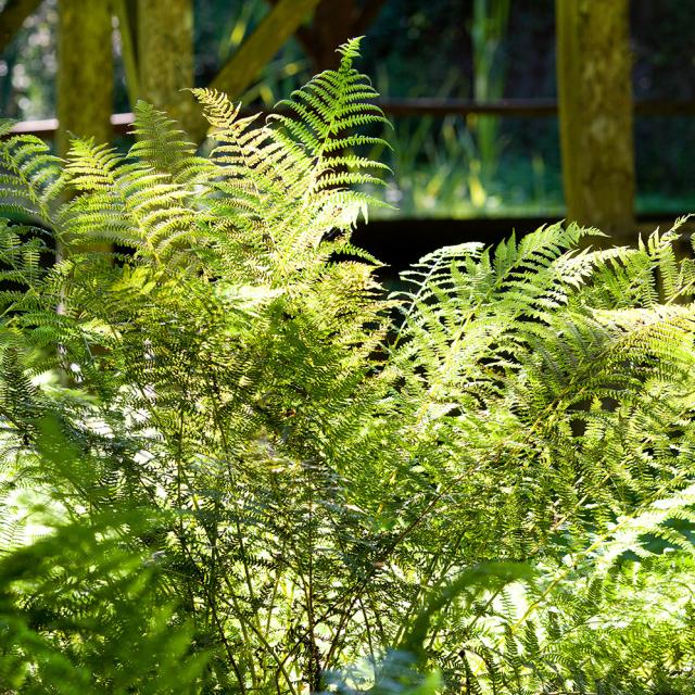 Zone humide de Limac