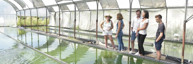 Ferme Marquery : La Spiruline