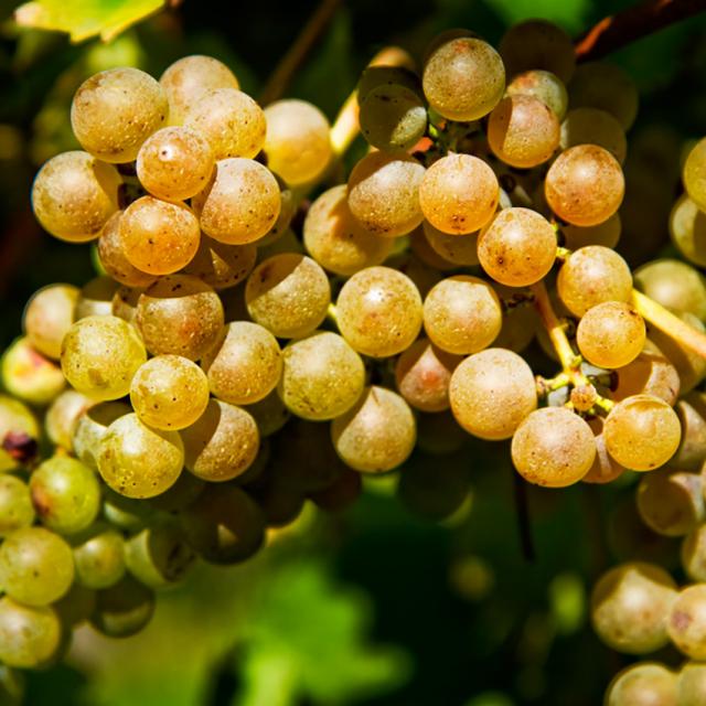 Domaine de Papolle