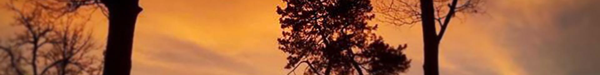 Coucher de soleil dans la forêt landaise